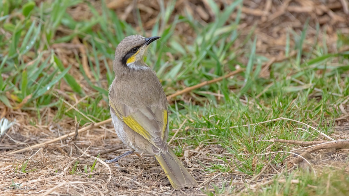 ウタイミツスイ - ML503365471