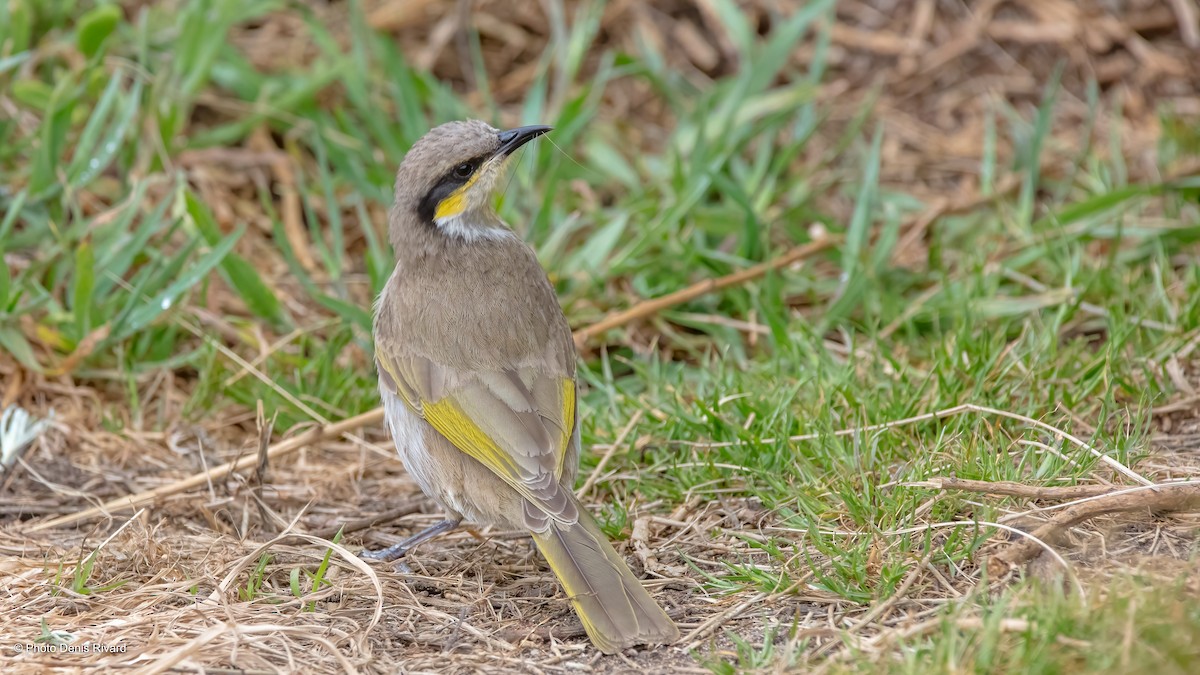 Singing Honeyeater - ML503365471