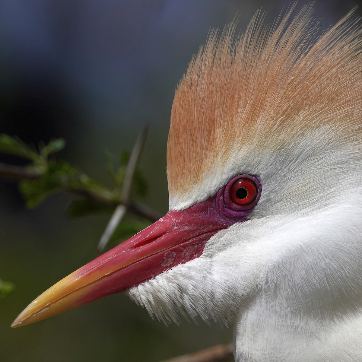 Western Cattle-Egret - ML503366161