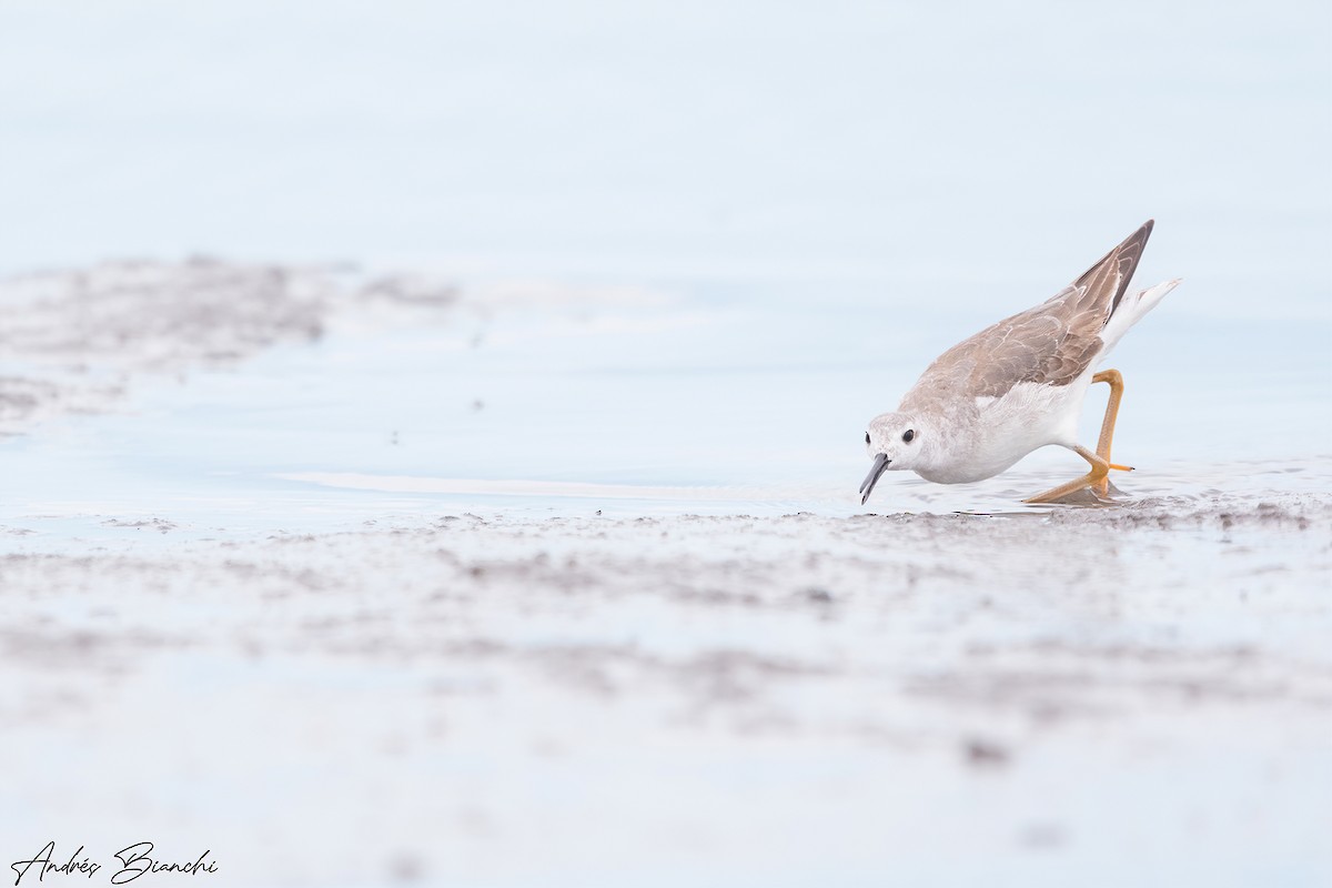 Wilson's Phalarope - ML503366311