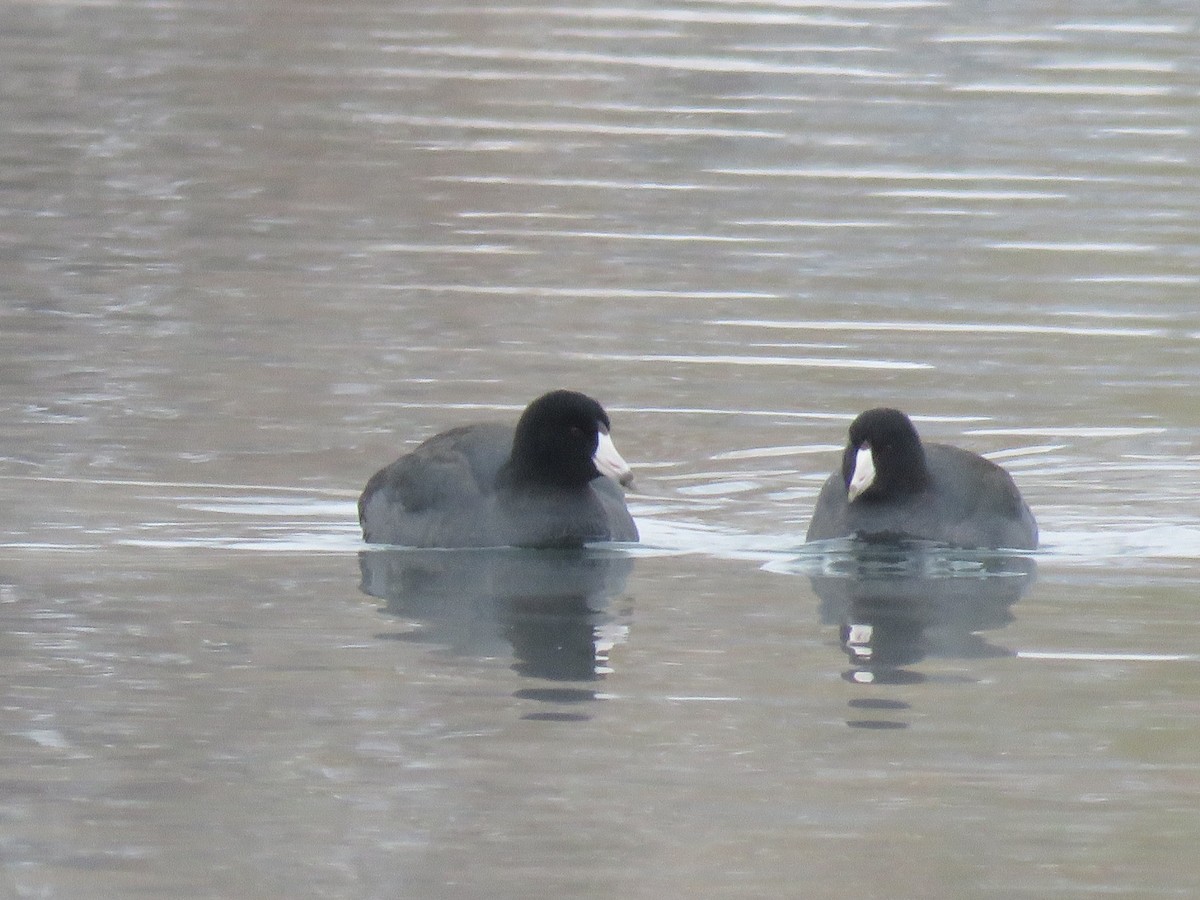 American Coot - ML503366451