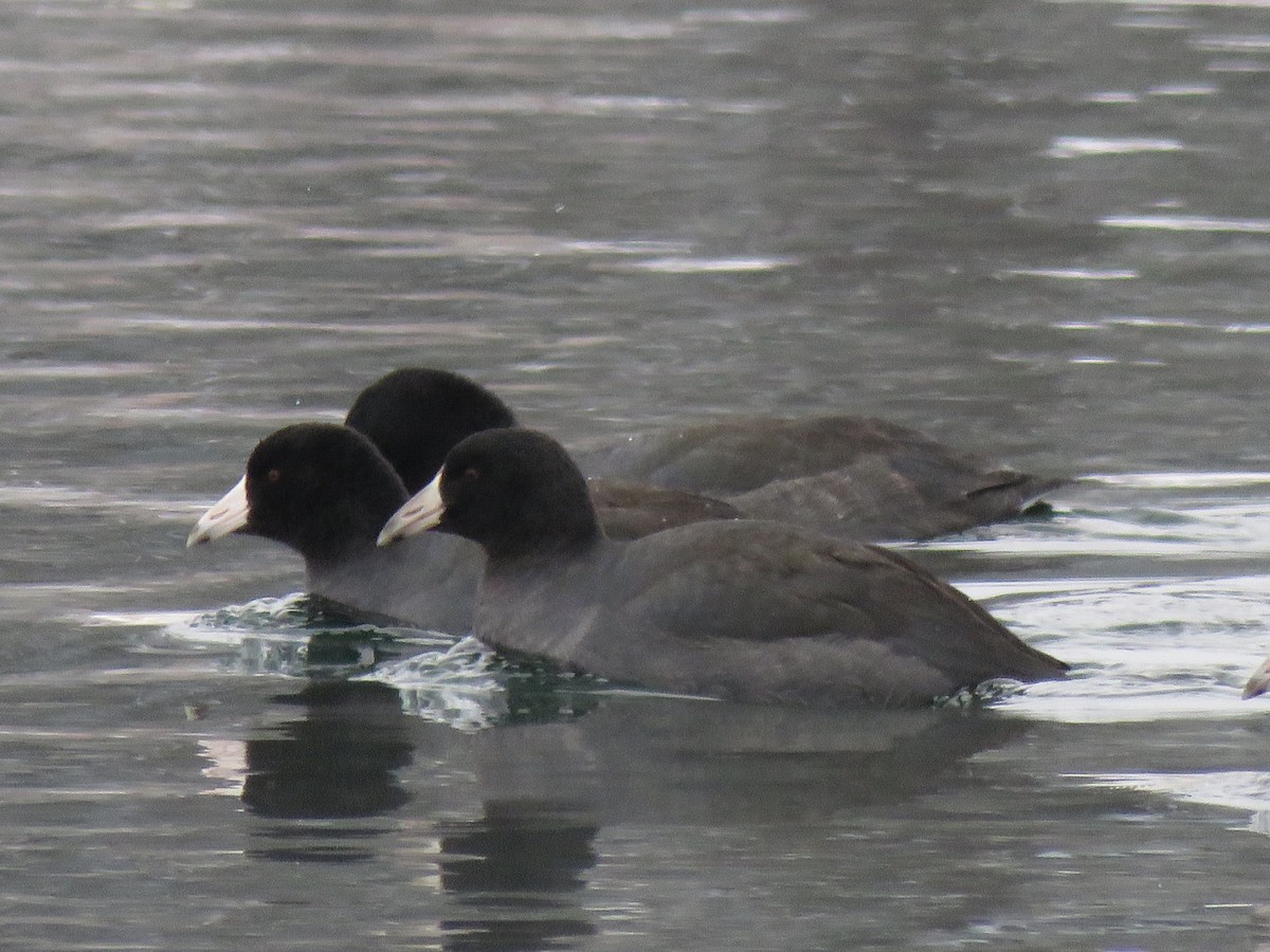 American Coot - ML503366461