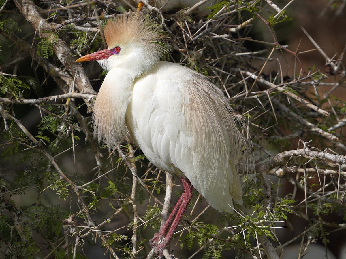 Western Cattle-Egret - ML503366641