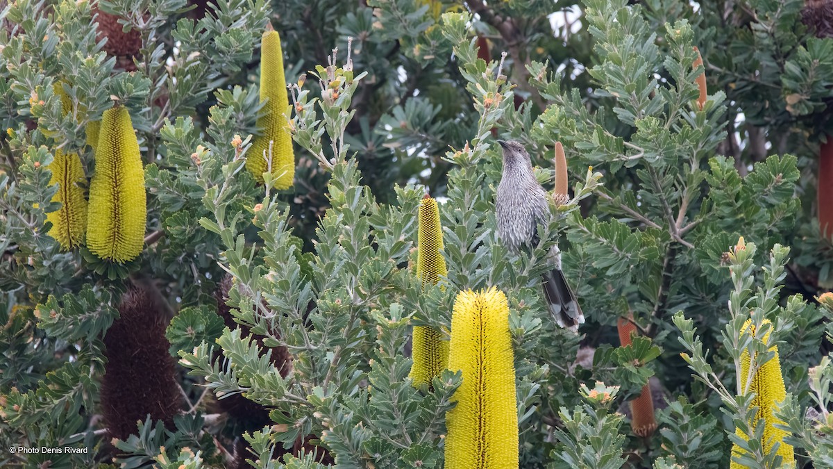 Little Wattlebird - ML503368051