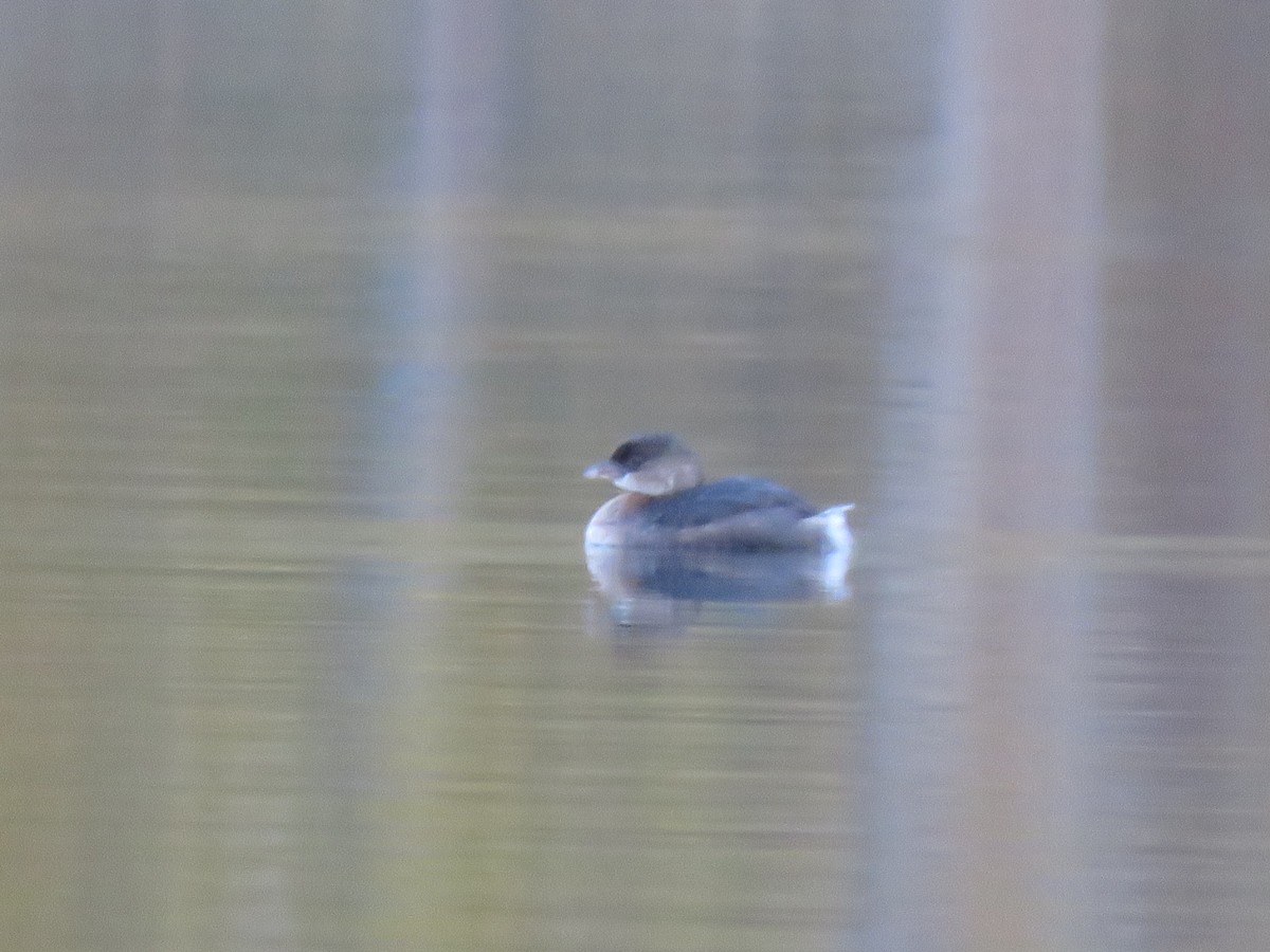 Pied-billed Grebe - ML503368061