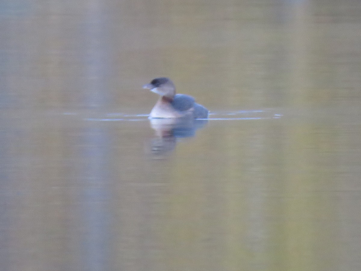 Pied-billed Grebe - ML503368071