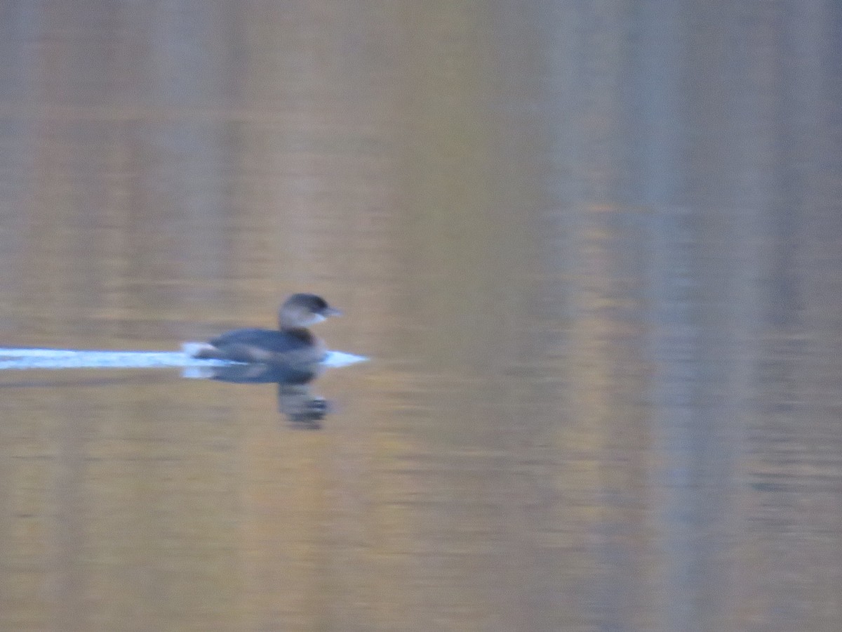 Pied-billed Grebe - ML503368081