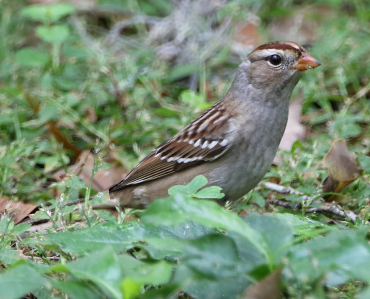 Bruant à couronne blanche - ML503368181