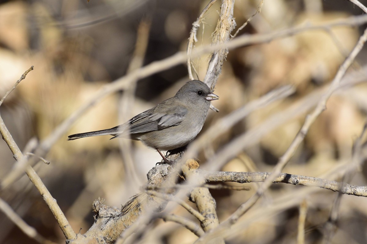 Dark-eyed Junco (Slate-colored) - ML503368371