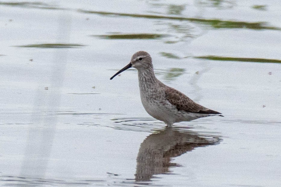 Stilt Sandpiper - Kayann Cassidy