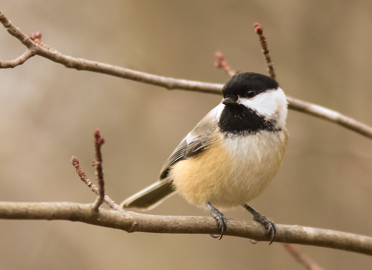 Black-capped Chickadee - Lewis Grove