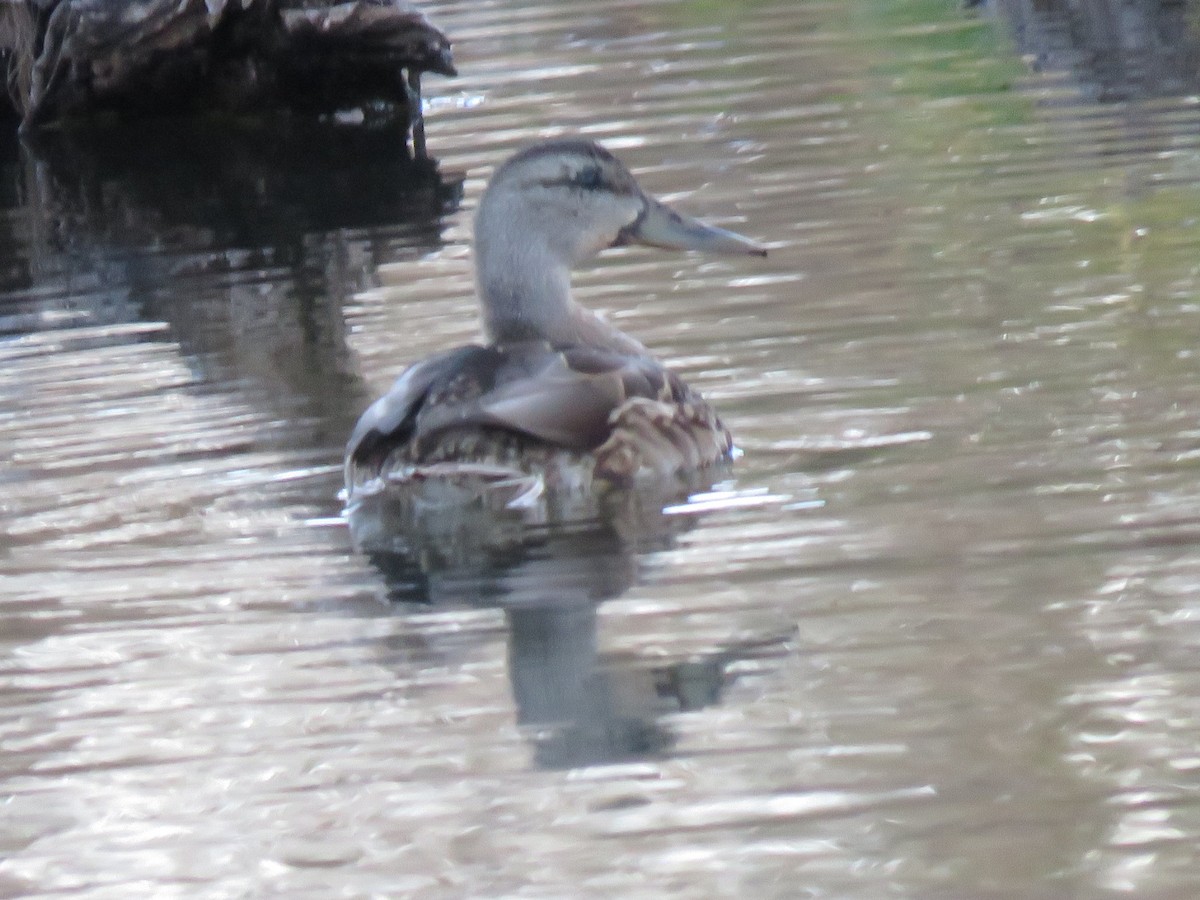 Canard colvert - ML503370431