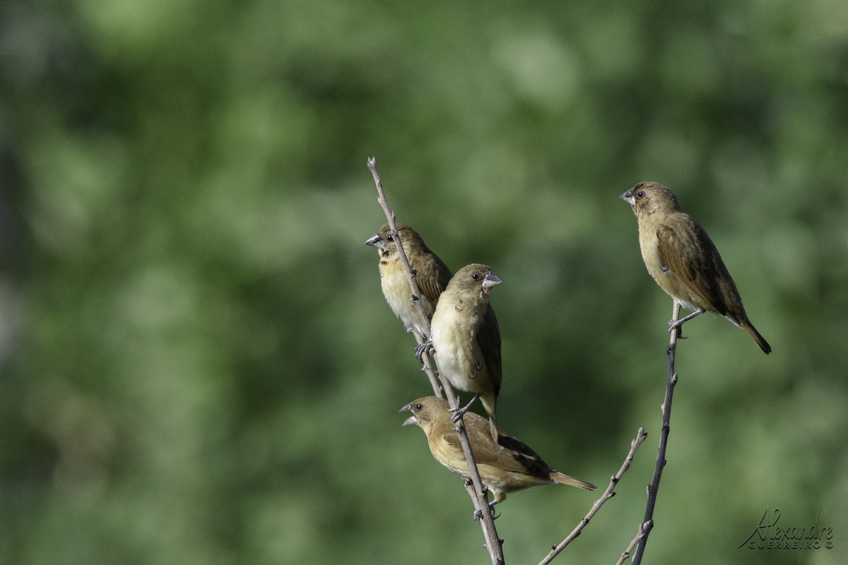 Scaly-breasted Munia - ML503370511