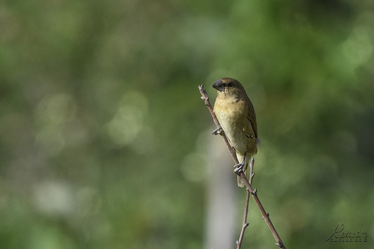 Scaly-breasted Munia - ML503370521