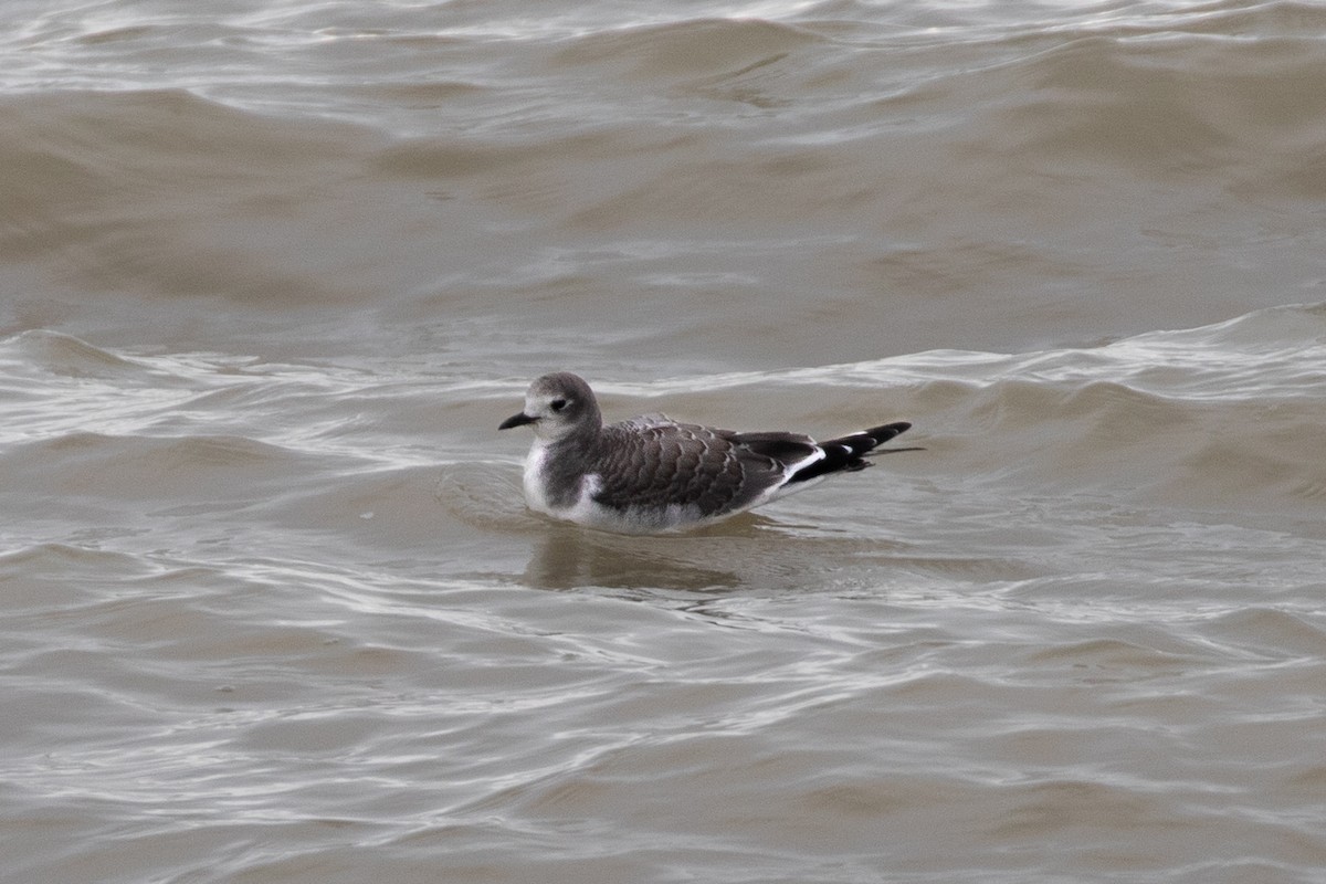 Sabine's Gull - ML503371051