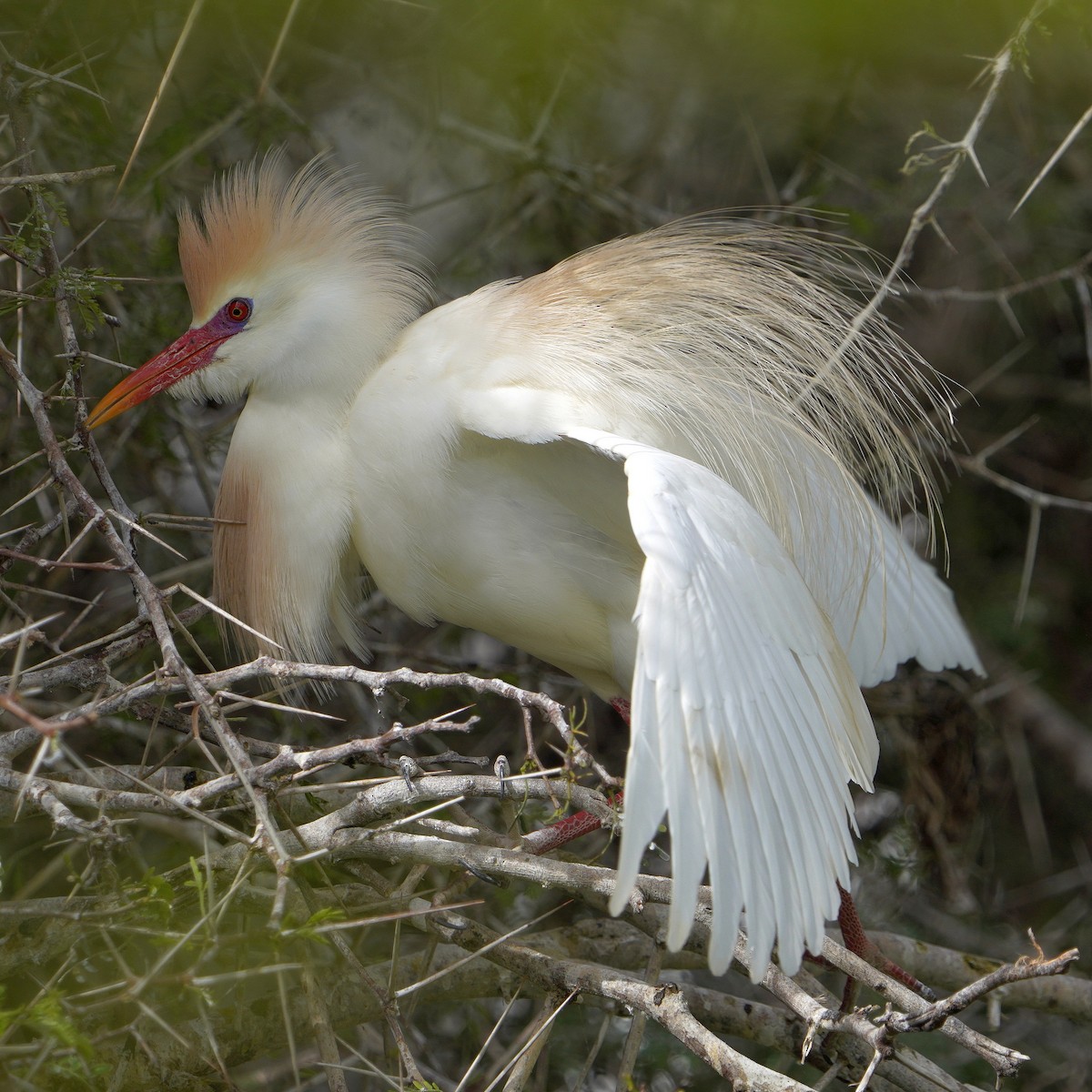 Western Cattle-Egret - ML503371401
