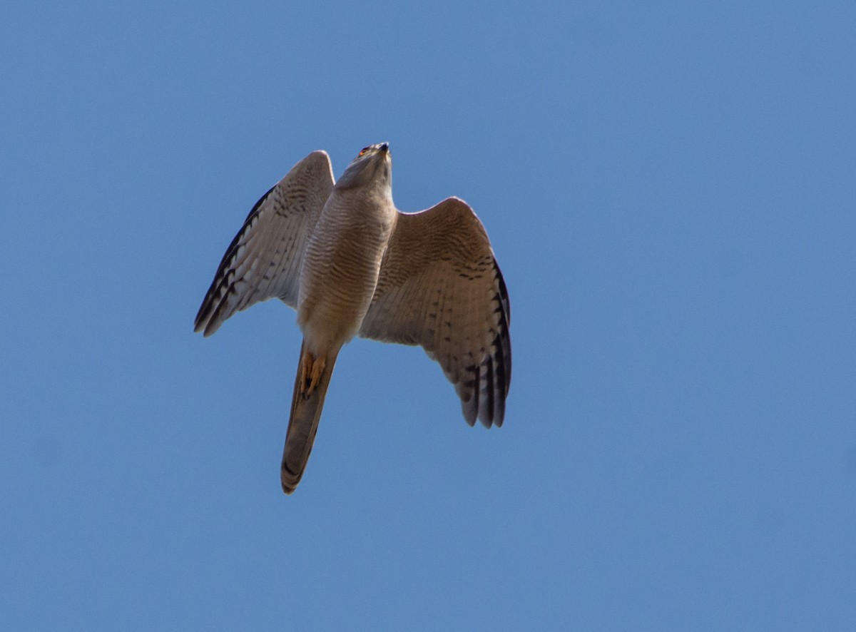 African Goshawk (Banded) - Duncan McKenzie