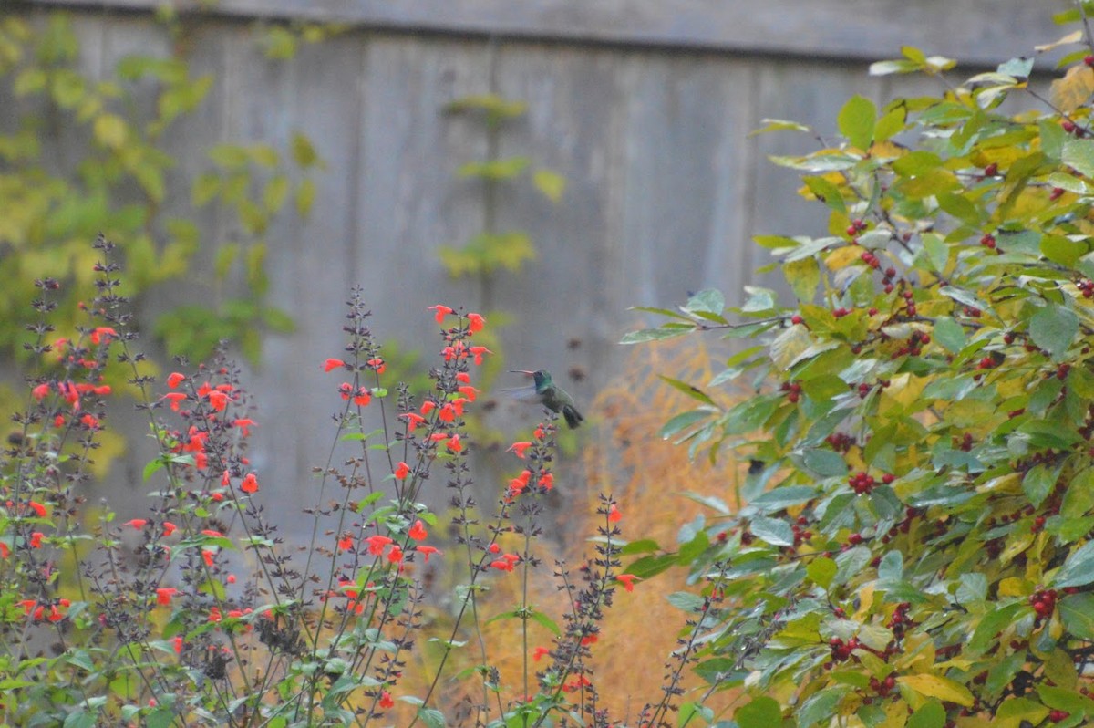 Broad-billed Hummingbird - ML503373021