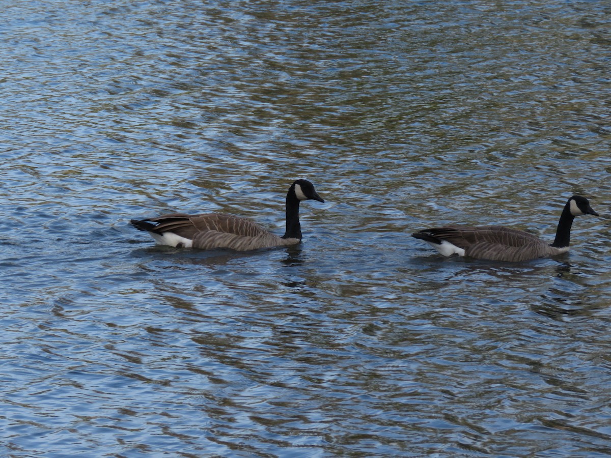 Canada Goose - ML503373291