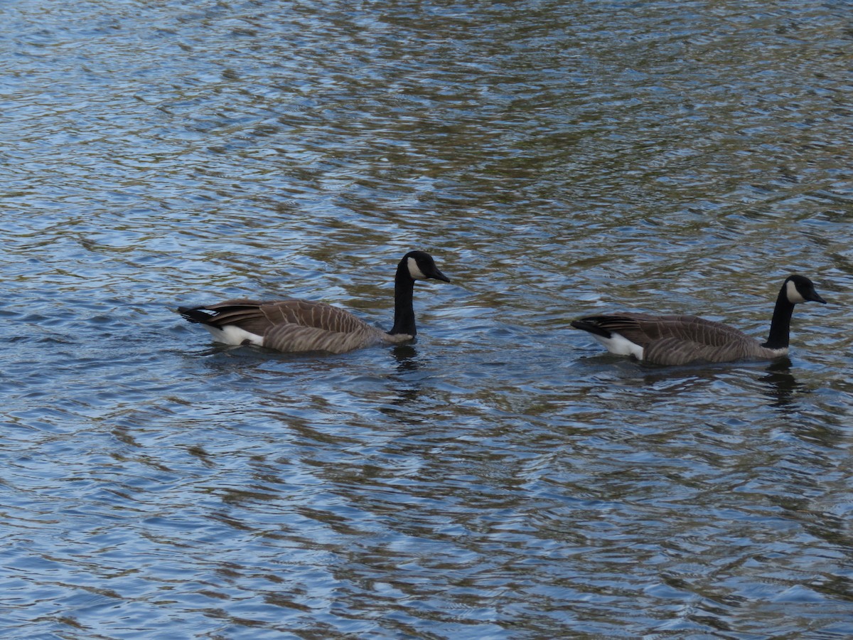 Canada Goose - Jamie Schultz