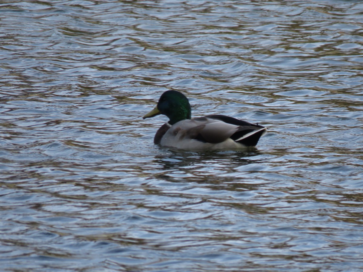 Mallard - ML503373471