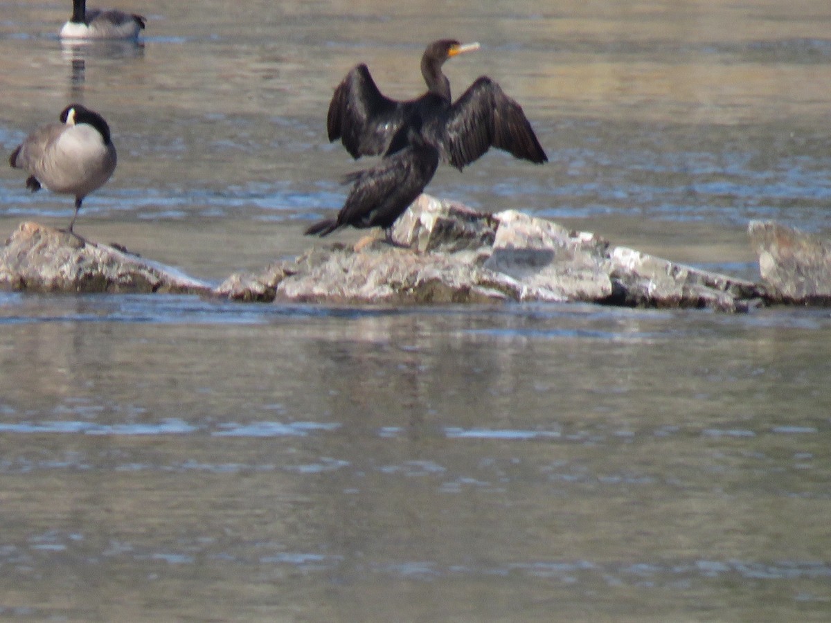 Double-crested Cormorant - Jamie Schultz