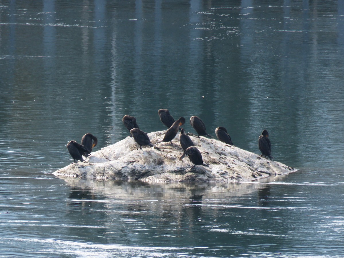 Double-crested Cormorant - ML503373981