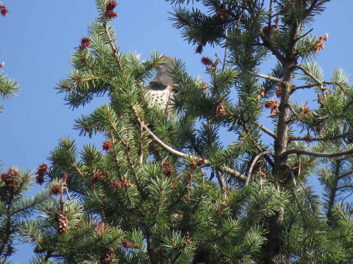 Northern Flicker - Jamie Schultz