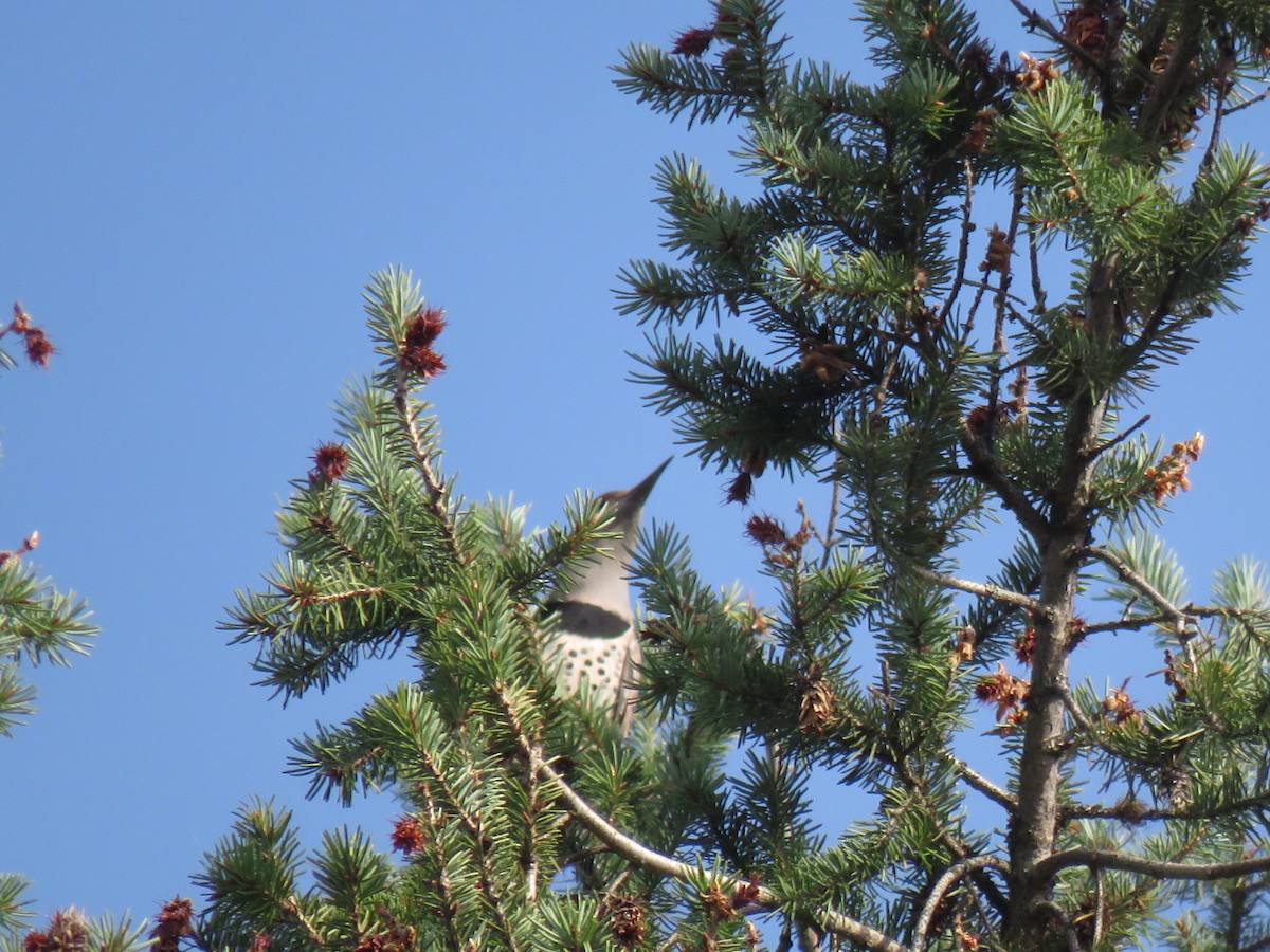 Northern Flicker - ML503374661