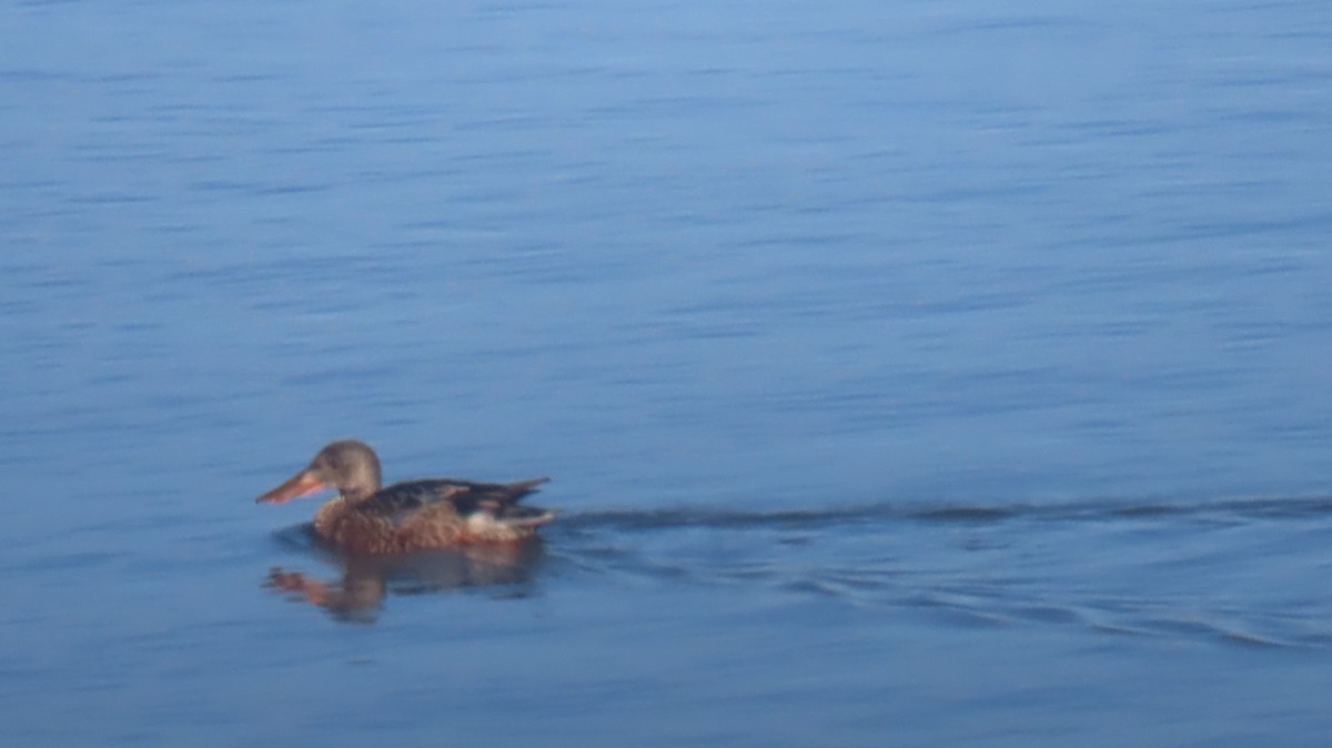 Northern Shoveler - ML503379551