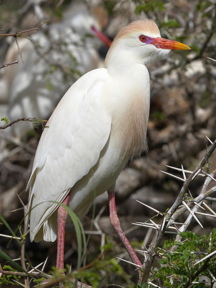 Western Cattle-Egret - ML503379751