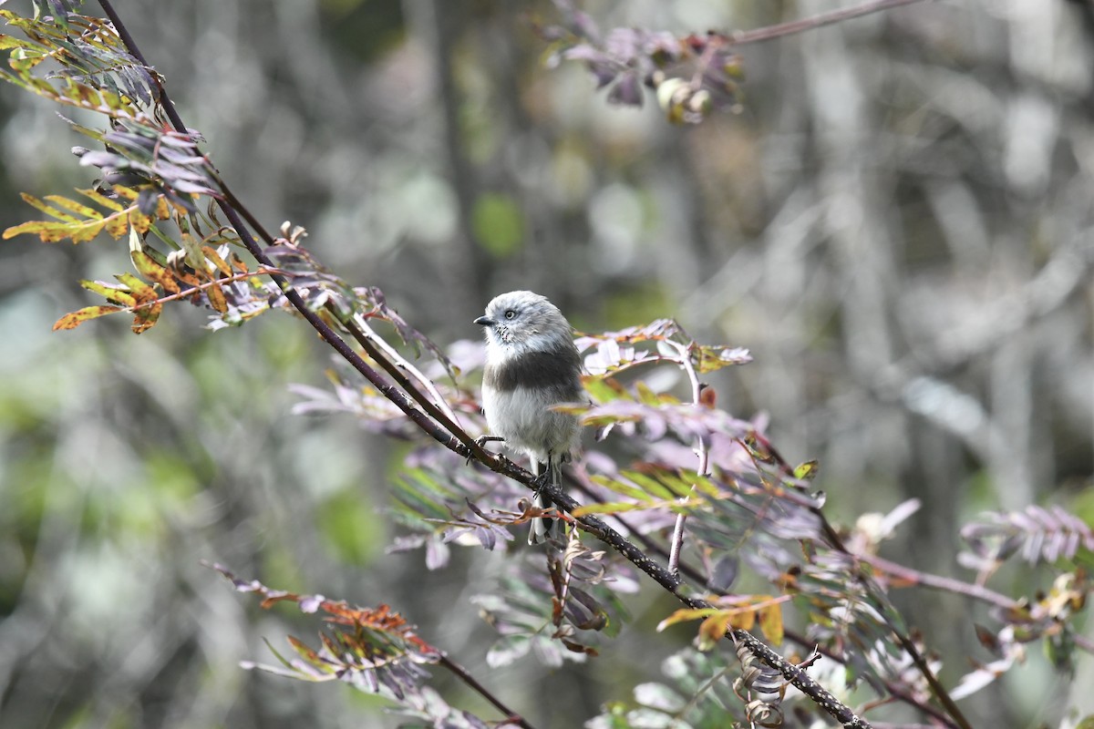 Sooty Tit - ML503380001