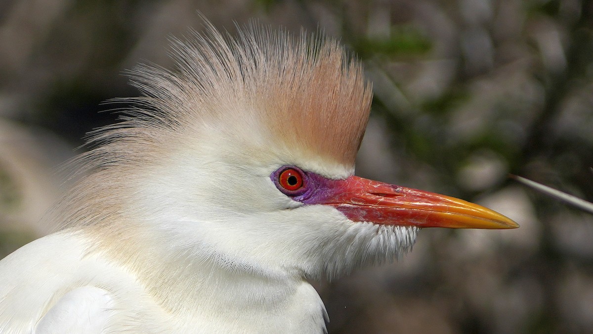 Western Cattle-Egret - ML503381451