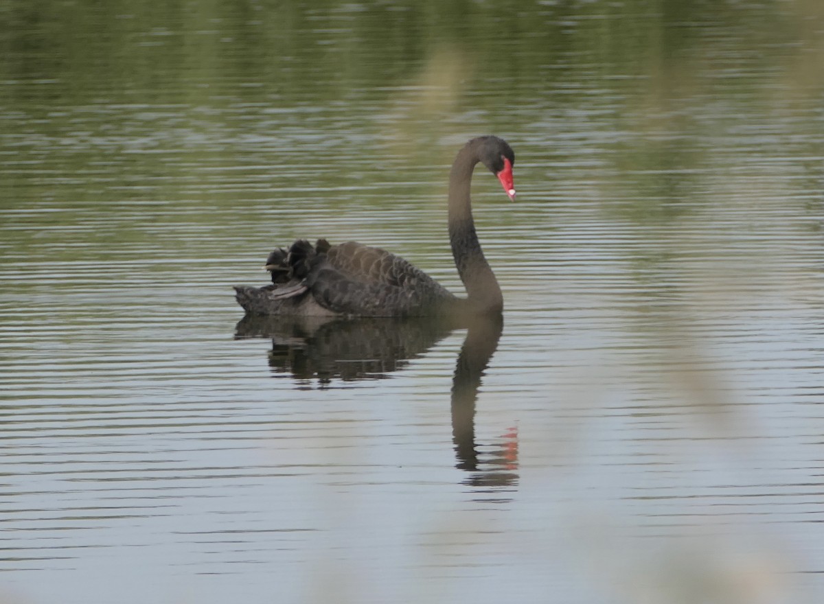 Cisne Negro - ML503381581