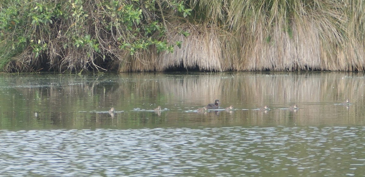 New Zealand Scaup - ML503381841