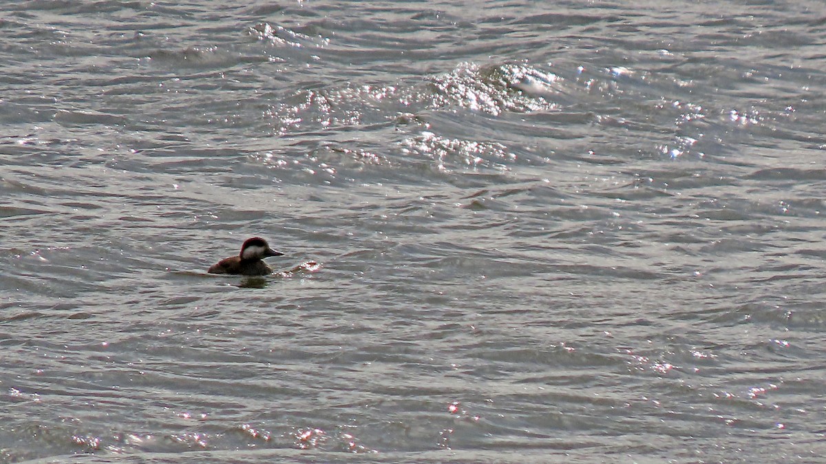 Black Scoter - ML503381921