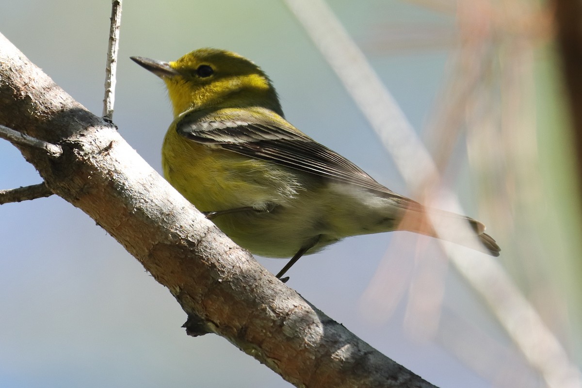 Pine Warbler - ML503382491