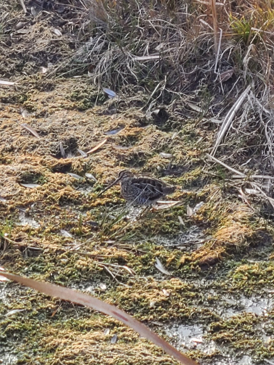 Wilson's Snipe - Christine Elliott