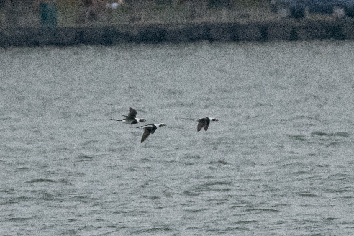 Long-tailed Duck - ML503383531