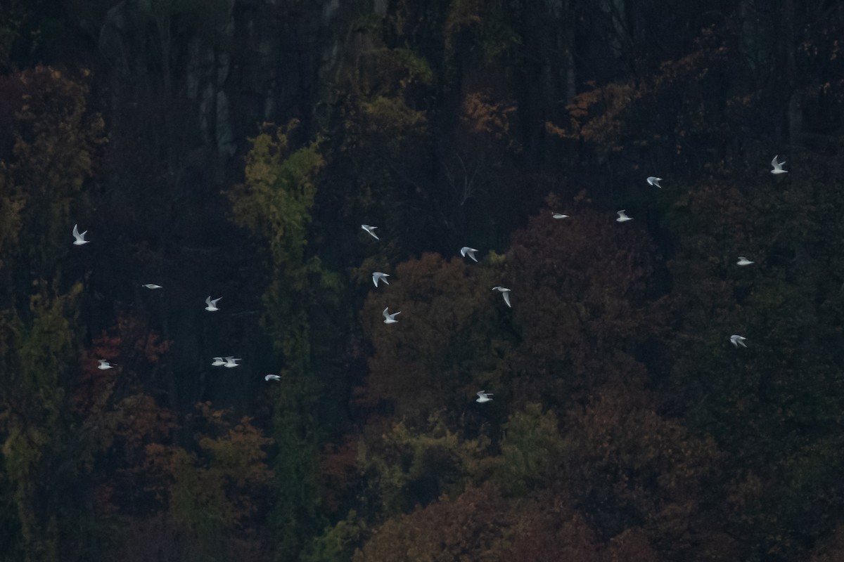 Bonaparte's Gull - Adam Cunningham