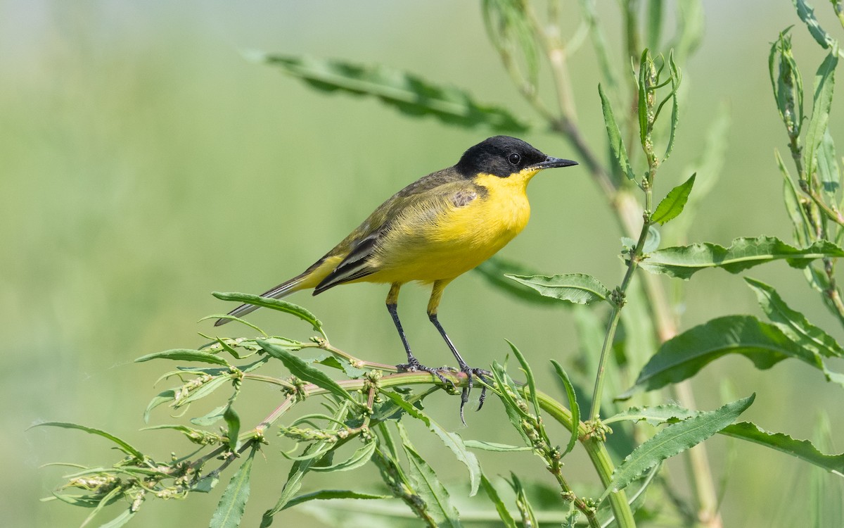 Western Yellow Wagtail (feldegg) - ML503384191