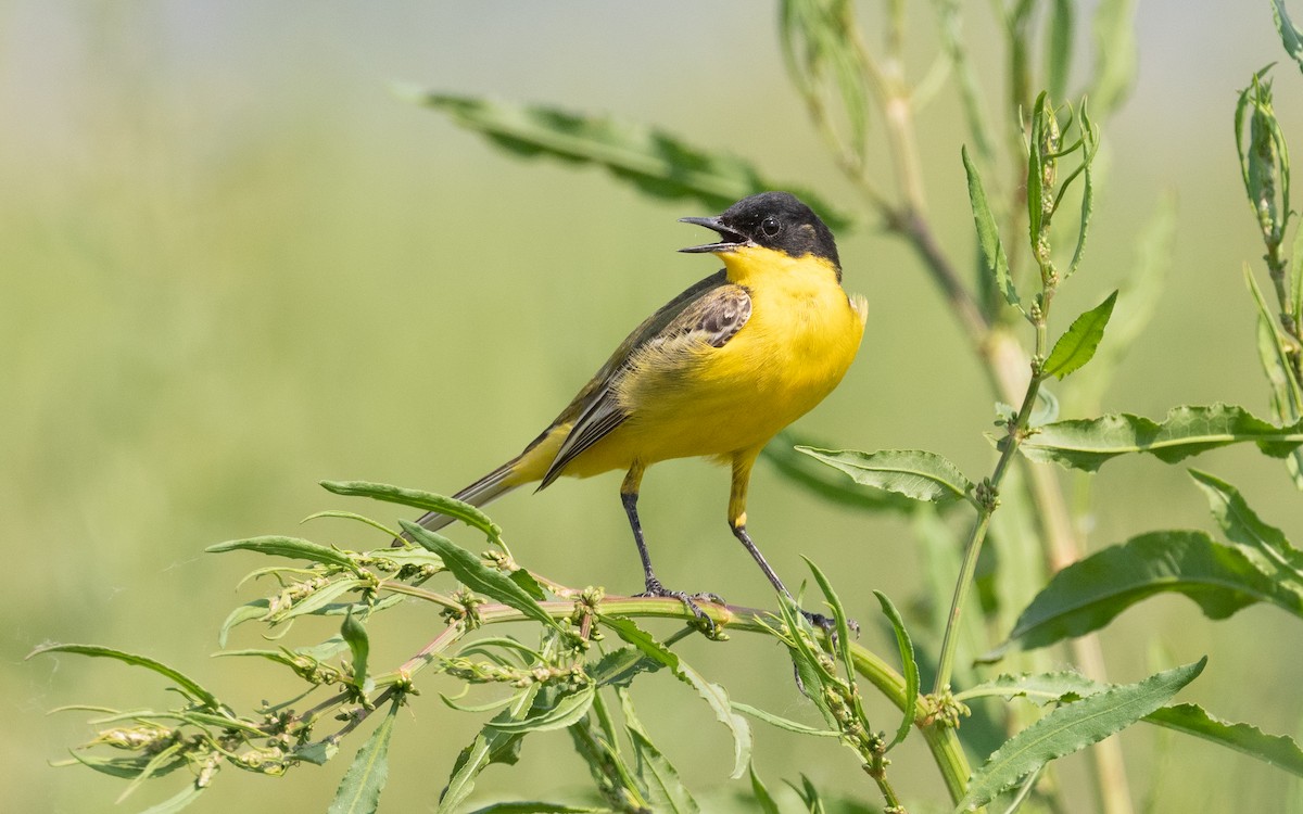 Western Yellow Wagtail (feldegg) - ML503384251