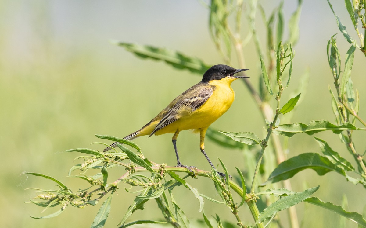 Western Yellow Wagtail (feldegg) - ML503384281