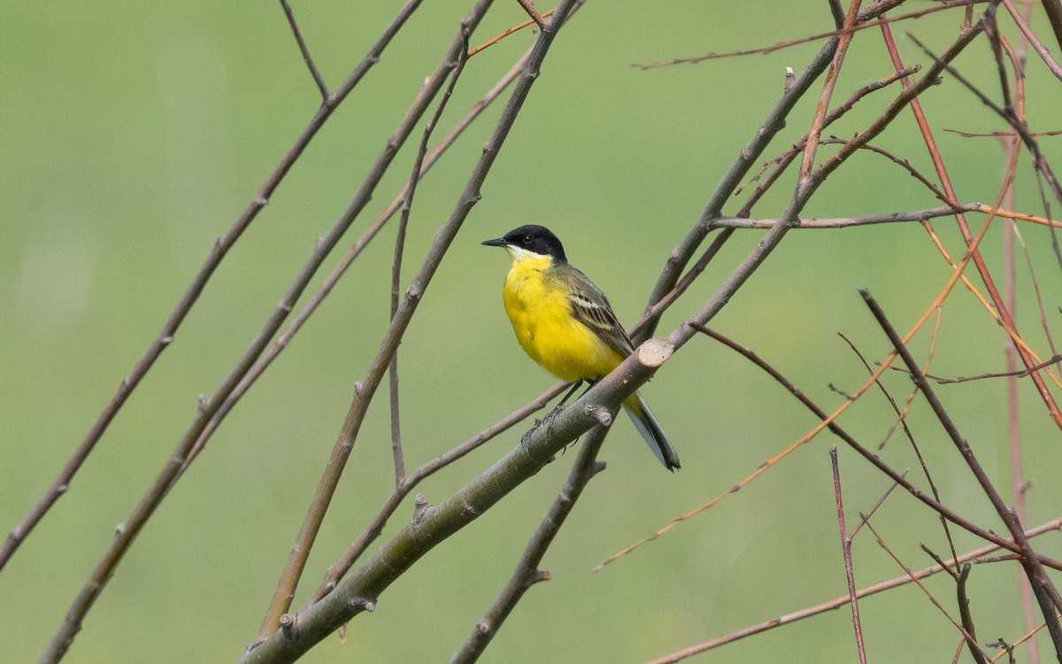 Western Yellow Wagtail (feldegg) - ML503384331