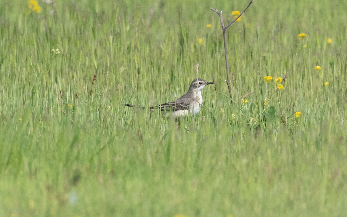 Western Yellow Wagtail (feldegg) - ML503384511
