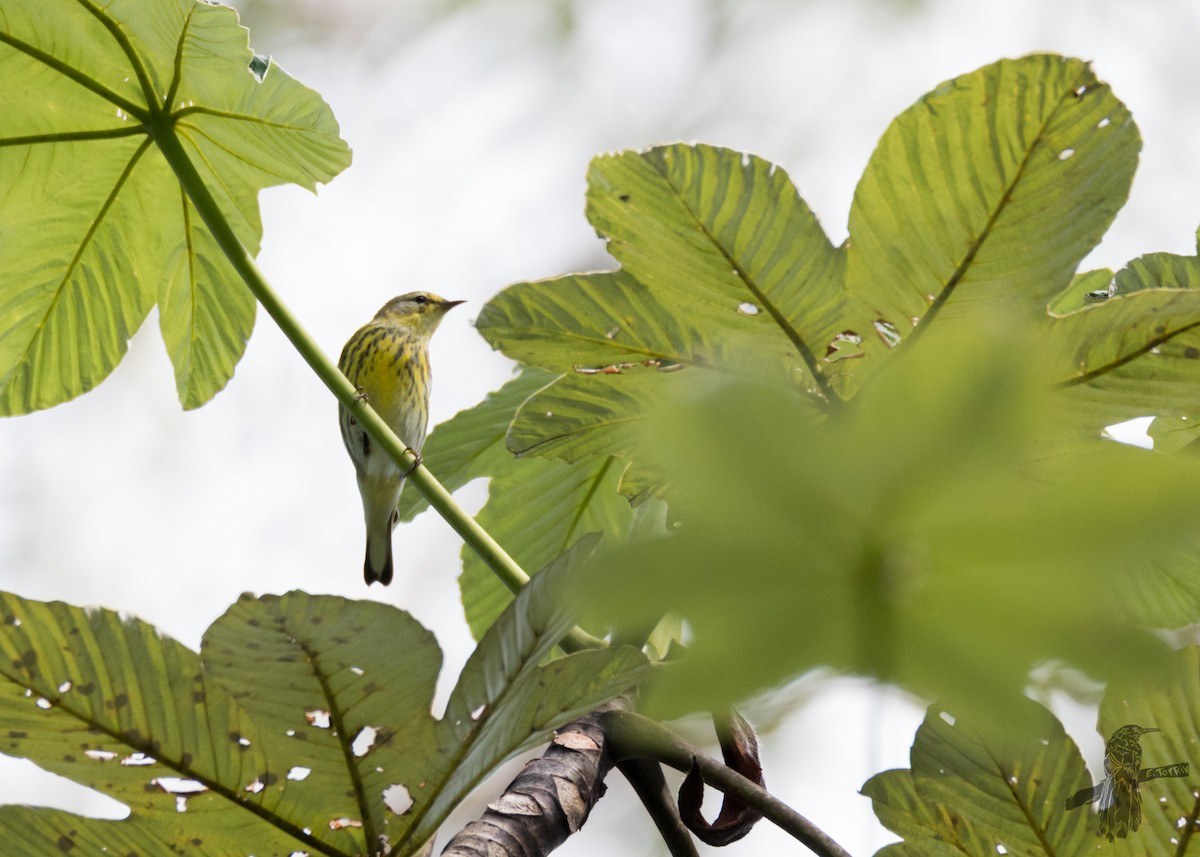 Cape May Warbler - ML503386201