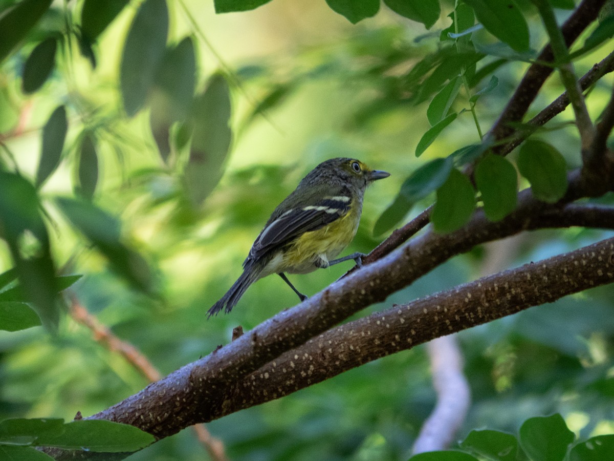 White-eyed Vireo - ML503386381