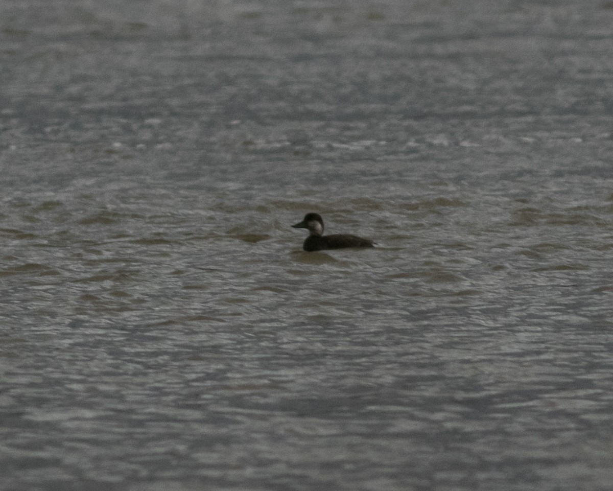 Black Scoter - Mike Fialkovich