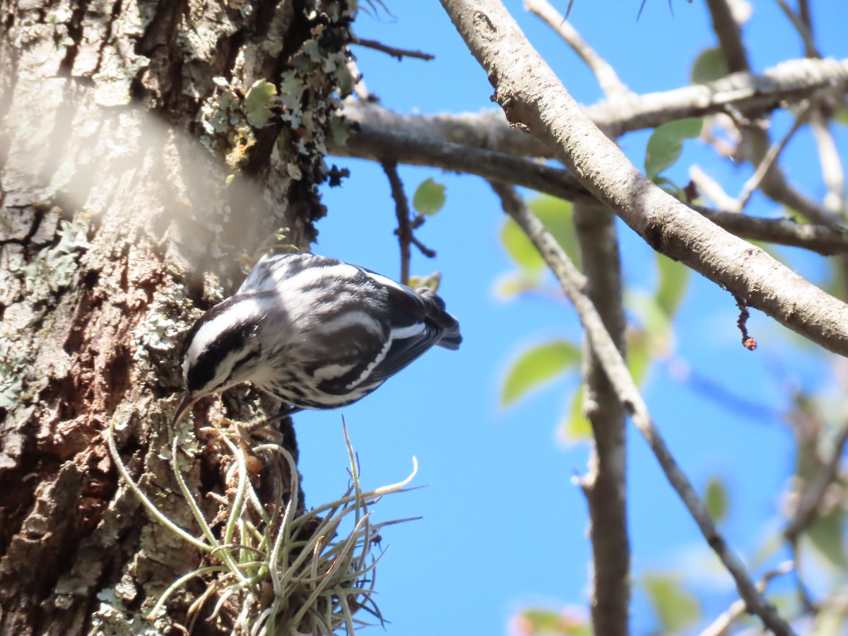 Black-and-white Warbler - ML503389311