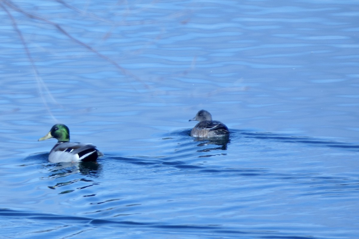 American Wigeon - ML503391591